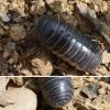 Armadillidium vulgare